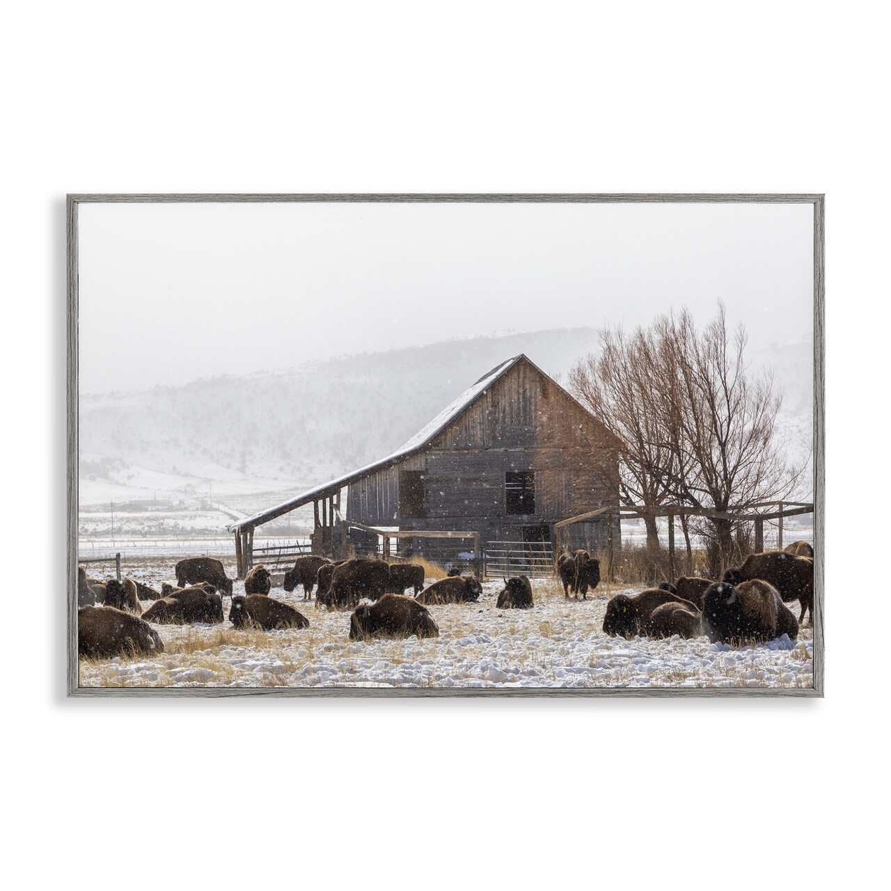 Stupell Industries Colorado Buffalo Snowy Farm Framed Giclee, design by Jeff Poe Photography